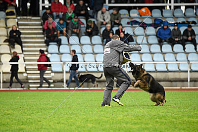 Perro von der schwarzen Natter