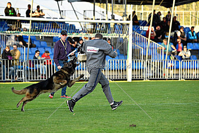 Perro von der schwarzen Natter