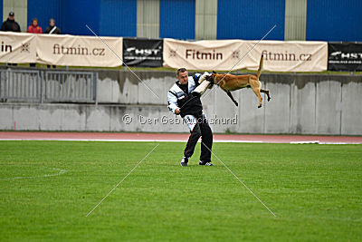 Phenix de Orelav