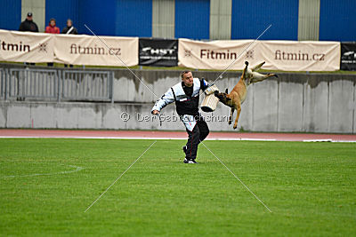 Phenix de Orelav