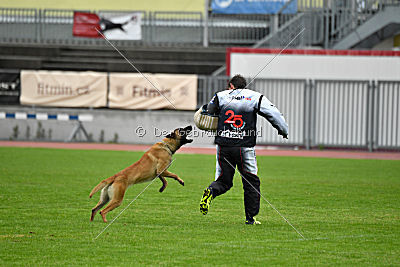 Phenix de Orelav