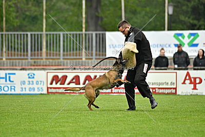 Piet (Reiter)