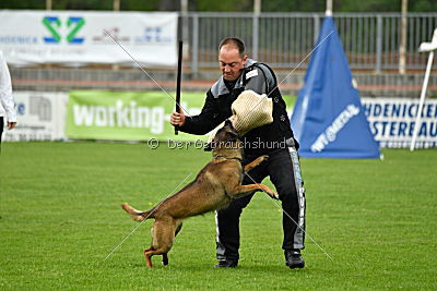 Piet (Reiter)