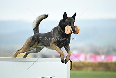 Punky de la Legion du Nord
