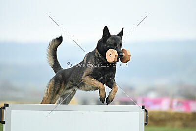 Punky de la Legion du Nord