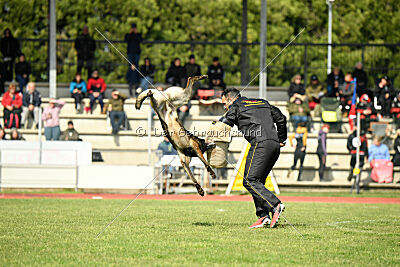 Punky de la Legion du Nord