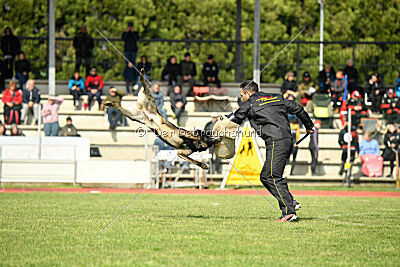 Punky de la Legion du Nord