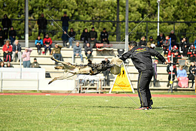 Punky de la Legion du Nord