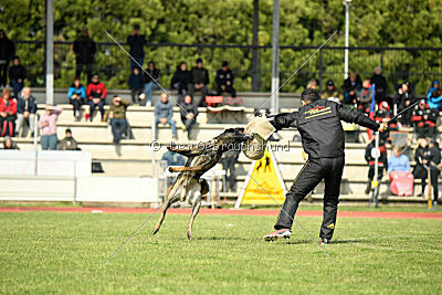 Punky de la Legion du Nord