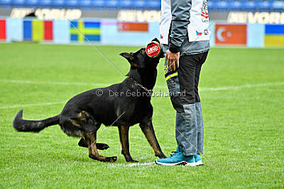 Qer z Lomeckého polesí