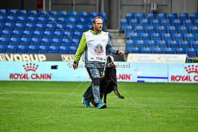 Qer z Lomeckého polesí