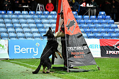 Quattro von der Daelenberghütte