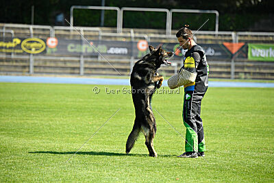 Quincy vom dunklen Zwinger