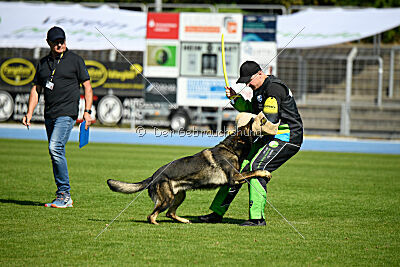 Quincy vom dunklen Zwinger