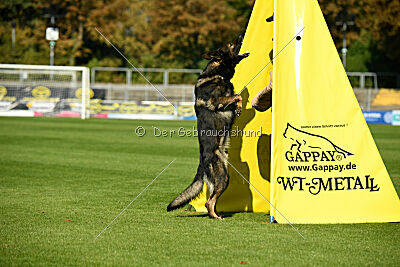 Quincy vom dunklen Zwinger