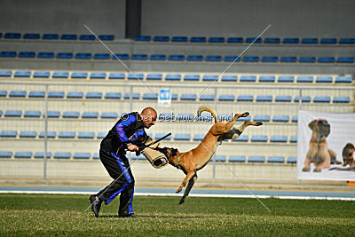 Quo Vadis Canis Bebeto