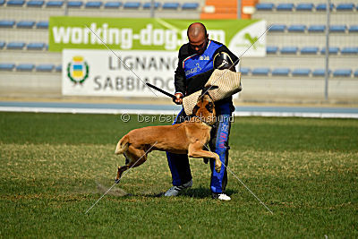 Quo Vadis Canis Bebeto