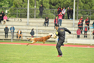 Racer Clever Fox