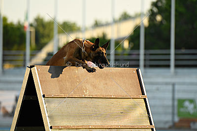 Reunion (FCI) Constantin Anoubis