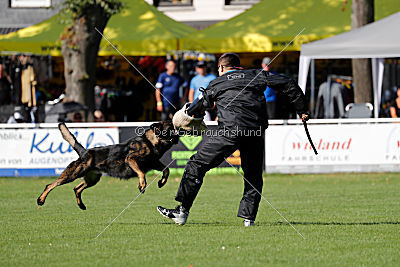 Rex vom Weinbergblick