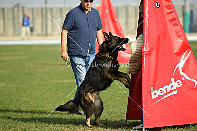 Rex vom Weinbergblick