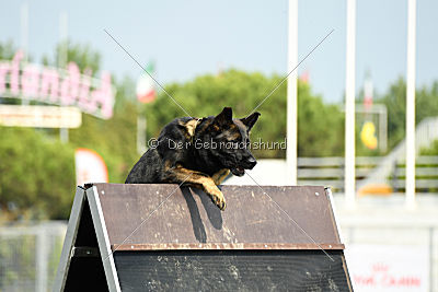 Rex vom Weinbergblick