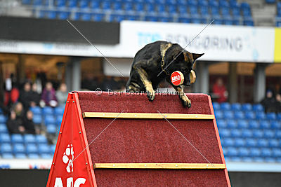 Rex vom Weinbergblick