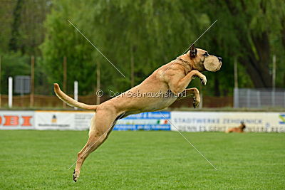 Rocket (de Boer)