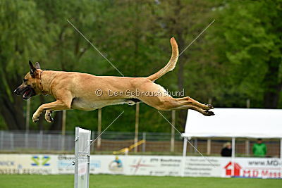 Rocket (de Boer)