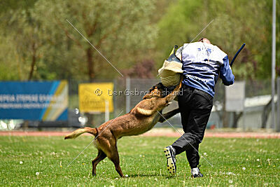 Roger de Knueve Hispania