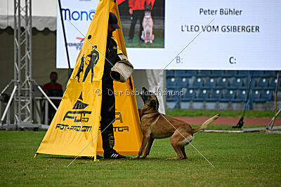 S'Leo vom Gsiberger