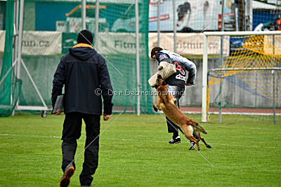 Safft Security's Coxie