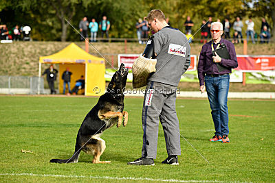 Sallie vom Haus Dexel