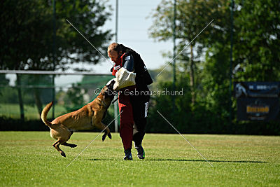 Semyon de l'origine de faucon rouge