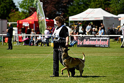 Serro de l'origine de faucon rouge