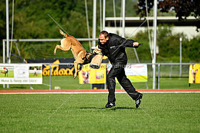 Serro de l'origine de faucon rouge