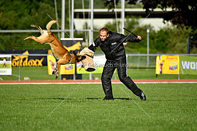 Serro de l'origine de faucon rouge