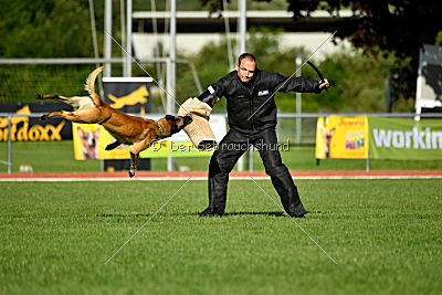 Serro de l'origine de faucon rouge