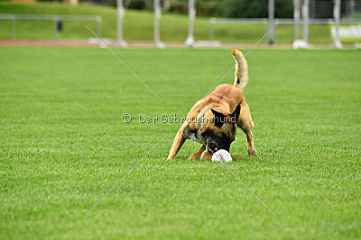 Serro de l'origine de faucon rouge