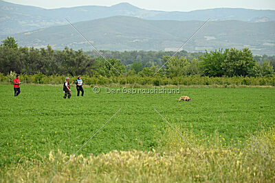 Serro de l'origine de faucon rouge