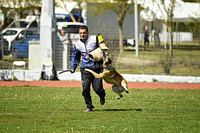 Serro de l'origine de faucon rouge