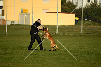 Sky de l'origine de Faucon Rouge