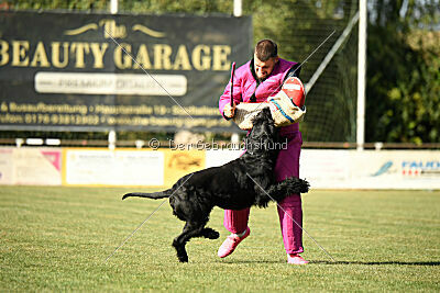 Spider Silas Goldest Danubius