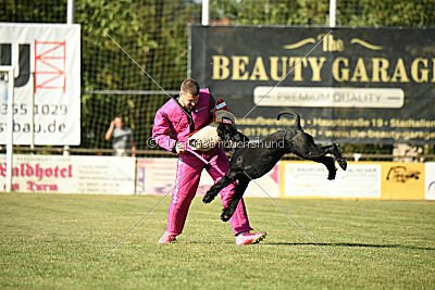 Spider Silas Goldest Danubius