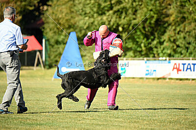 Spider Silas Goldest Danubius