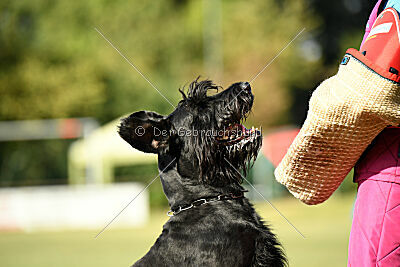 Spider Silas Goldest Danubius