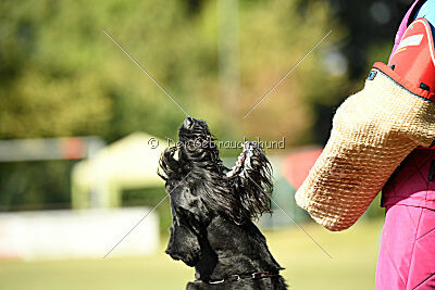 Spider Silas Goldest Danubius