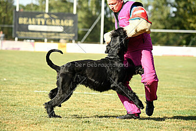 Spider Silas Goldest Danubius