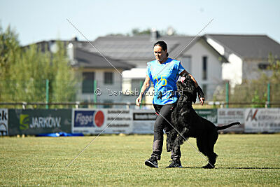 Spider Silas Goldest Danubius