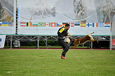 Spitting Fire's Carbono